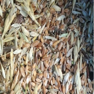 Куплю некондицию, зерноотходы зерновых, бобовых, масличных Чернигов - изображение 1