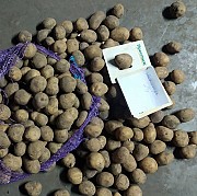Продам картофель от производителя собственного производства. Киев