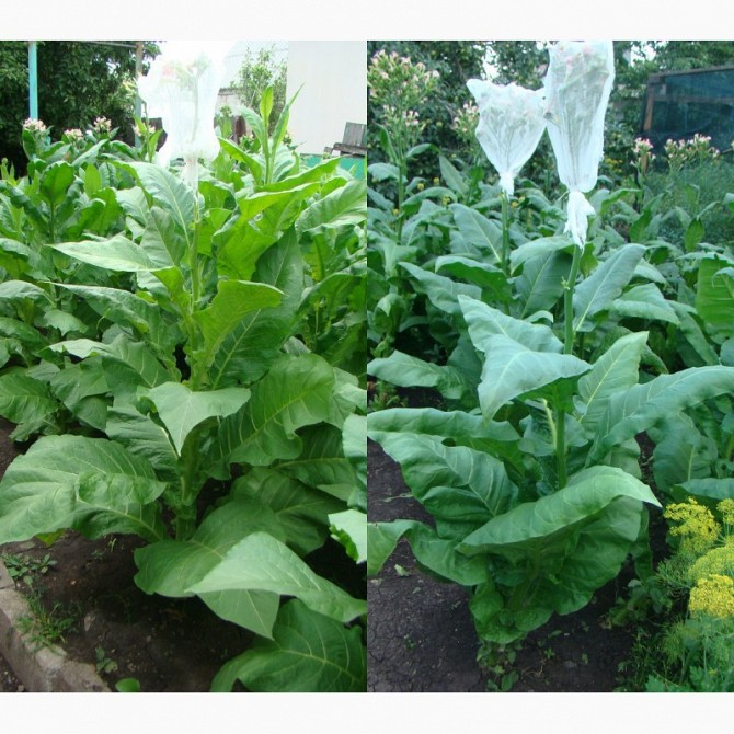семена табака Донецк - изображение 1