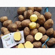Картофель от производителя продам с овощехранилища Полтава