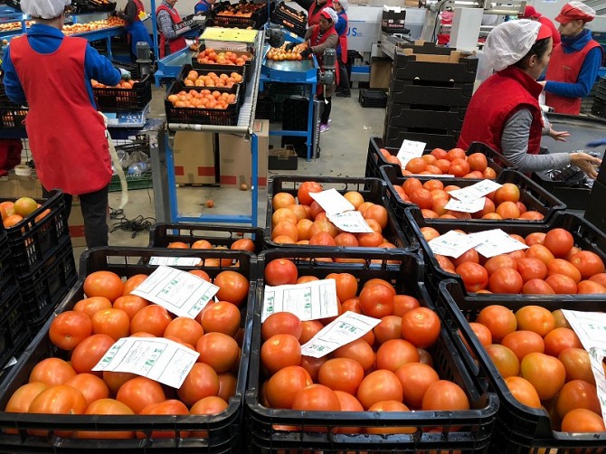 Продаем томаты Киев - изображение 1