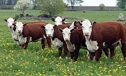 Закупка крупного рогатого скота Житомир