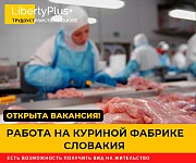 Словакия. Фабрика по переработке куриного мяса. ЗП 1200 евро чистыми Запорожье