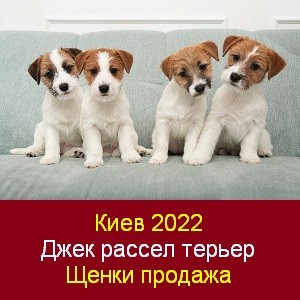 Киев 2022 Щенки Джек рассел терьеров Продажа Київ - изображение 1