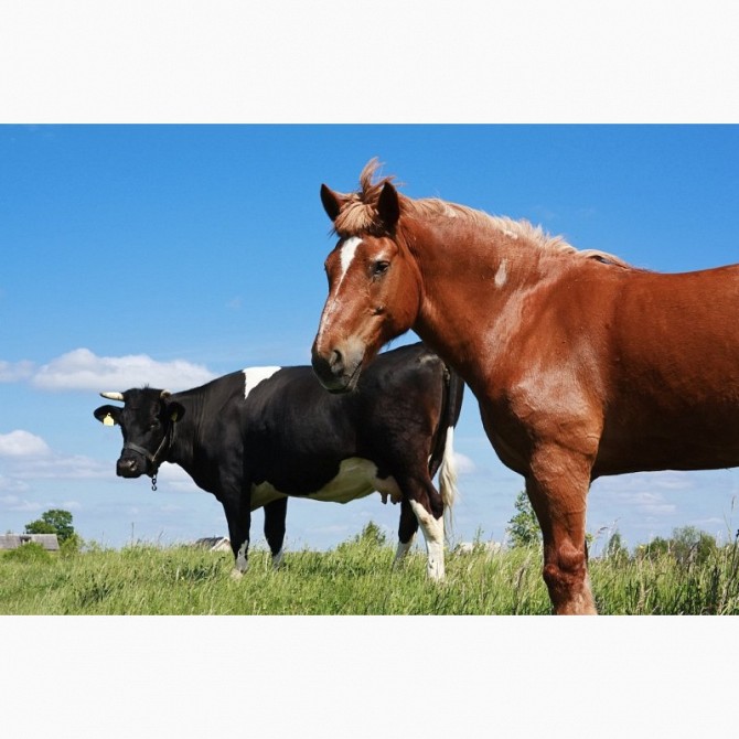 ВРХ закупівля. Куплю биків, корів, телят, лошат, коней Житомир - изображение 1