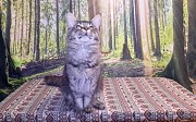 Котята породы мейн-кун из питомника Бердянск