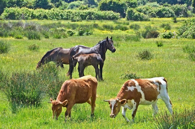 Куплю коров, быков, телят, коней, лошадей, жеребят Житомир - изображение 1