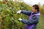 Робітники на виноградники в Чехію Полтава