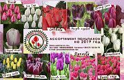 Цветы оптом в Луганске. Тюльпаны на 14 февраля и 8 марта. Луганск