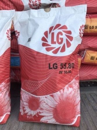 Семена подсолнечника Limagrain LG 5580 Харьков - изображение 1