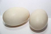 Продаються інкубаційні яйця качки Мулард - утиные инкубационные яйца Ужгород