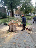 Корчевание пней.обрезка деревьев,сада,спил дерева,уборка территории,участка Одеса Одесса