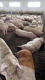 Продаж свиней живою вагою Липовец