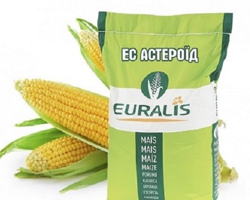 Розпродаж насіння кукурудзи Запорожье - изображение 1