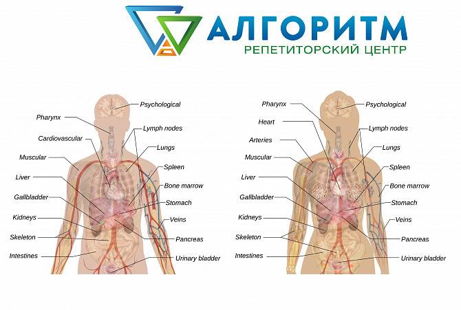 Образовательные услуги по всем школьным предметам Днепр - изображение 1