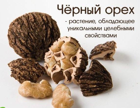 Саженцы чорного ореха (американского) Кировоград - изображение 1