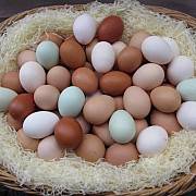 Инкубационное яйцо породы голубой фаворит Хмельницкий