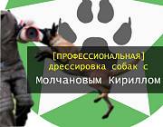 Профессиональная дрессировка собак в Николаеве Николаев