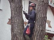 Обрезка и кронирование деревьев. Київ