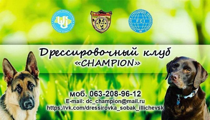 Дрессировка собак в Одессе клуб CHAMPION Одесса - изображение 1