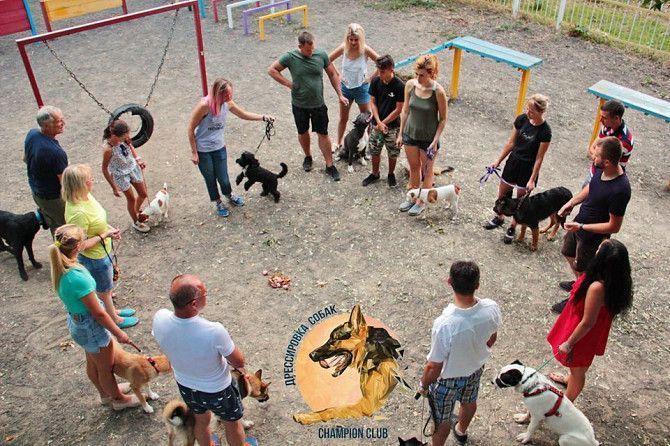 Дрессировка собак Одесса Одесса - изображение 1
