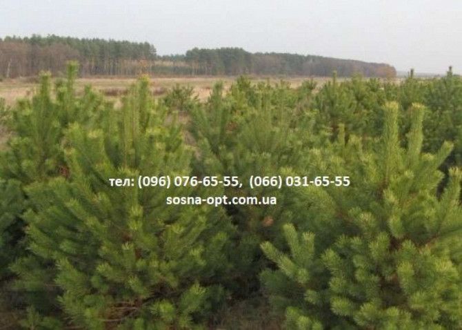 Сосна, новогодняя елка оптом (Пихта, сосна, Крымка) Запорожье - изображение 1