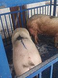 Свиньи , свиноматки Краматорск