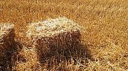 Доставка пшеничной Соломы в тюках по Запорожью. Запорожье