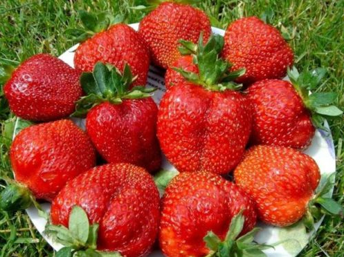 Продам розсаду полуниці стакан за 20 грн. Киев - изображение 1