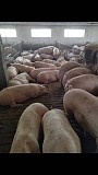 Продам свиней (175+ кг) Тетиев