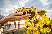 Продам оптом подсолнечник, рапс Одесса