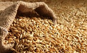 Куплю зерно ярого ячменю та фуражну пшеницю Тетиев