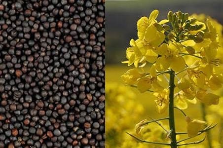 Куплю ріпак дорого Україна Львов - изображение 1