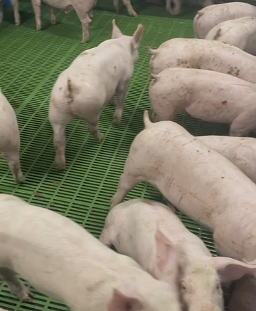 Свинокомплекс реалізує поросят від 100 голів Днепр - изображение 1