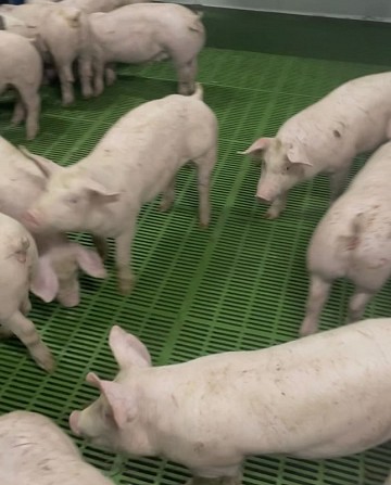 Реалізація поросят. Поросята зі свинокомплексу Запорожье - изображение 1