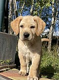 В Мукачево щенок, мальчик 1, 5 месяца Мукачево