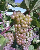 Продам виноград сорта первенец белого магорача Беляевка