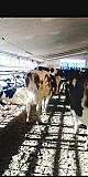 Корови молочних порід Маньковка