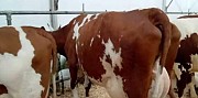 Корови молочної породи, плем'я чистокровних Айширів Бердичев