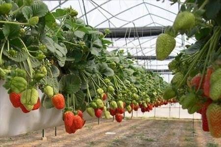 Бизнес план тепличного хозяйства Київ - изображение 1