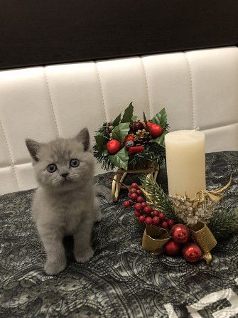Великолепний британский котенок с документами ( и прививками) Киев - изображение 1