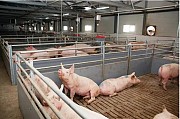 Свиноферма реалізує товарні свині живою вагою 100 - 105кг Обухов