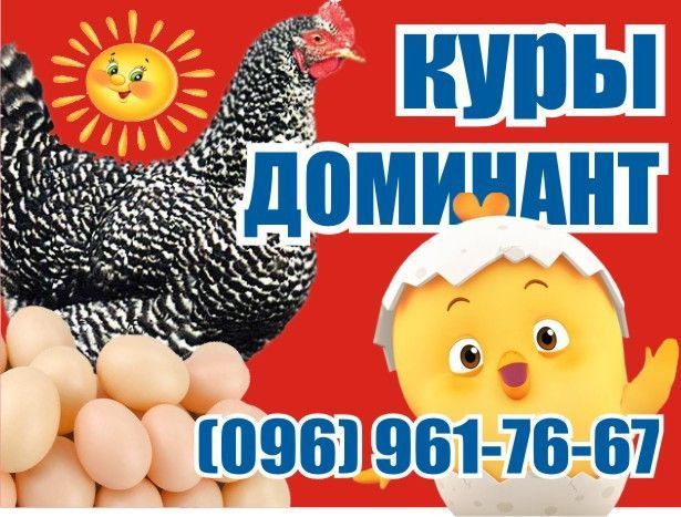 Цыплята куры несушки Доминант Киев - изображение 1