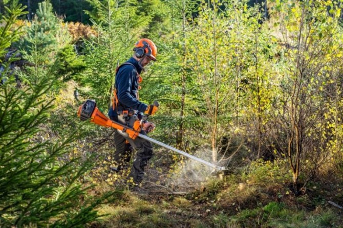 Для работы в лесу нужен человек без квалификации. Работа в Польше Винница - изображение 1