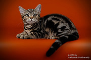 Котенок парень ДЖЕФ- Американская короткошерстная Львов