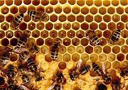 Пчелосемьи, рои, отводки, пчелопакеты, пчелы, бджоли, бджолопакети Городня