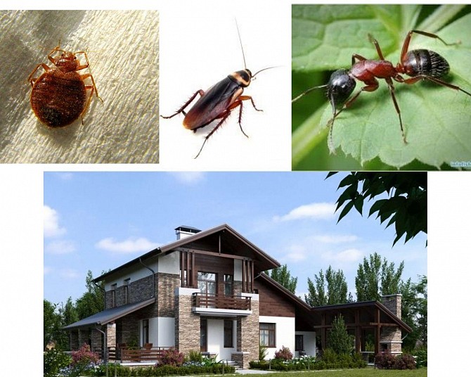 Обробка відкритих територій від кліщів, комарів, мурах та ін. Киев - изображение 1