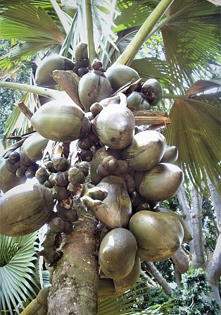 кокосовая мука в мешках Київ - изображение 1