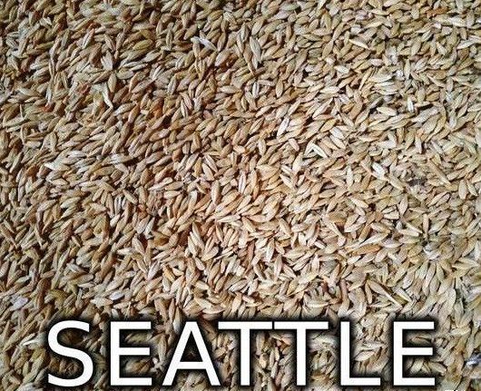 Продам Посевной Ячмень, ячмень яровой «СИЭТЛ» Seattle Канада. Киев - изображение 1