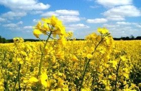 Насіння ріпака ярого Раудіс (раундап) Днепр - изображение 1